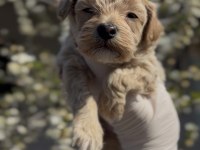 Original toy boy Maltipoo yavruları