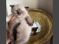 MAVİ GÖZLÜ SAFKAN BRİTİSH YAVRULARIMIZ