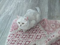 British shorthair kızımıza yeni yuva arıyoruz