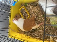 Guinea Pig Ginepig Kobay