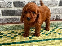AILE ORTAMINDA BUYUYEN POODLE MINIKLER