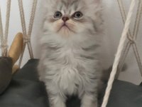 Dişi british longhair kedisi