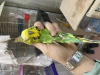 Show jumbo vasıflı muhabbet kuşu