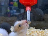 HAMSTER DENİLİNCE AKLA GELEN TEK ADRES BABY FİSH AQUARİM
