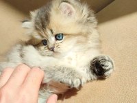 Harika british longhair yavruları
