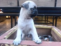Pug bebek erkek tuvalet eğitimli