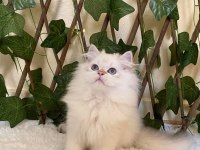 ANNE BABA FULL ŞECERELİ MÜKEMMEL BİR EVLAT KEDİMİZ