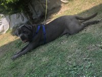 Blue cane corso yavrular ırk sağlık garantili