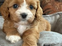 Cavapoo Yavruları Sağlık ve Irk Garantili