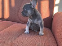 BLUE TAN EGZOTİC FRENCH BULLDOG DİŞİ