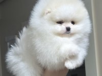 Üst kalite mini boy orijinal ırk pomeranian boo dişi