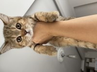 3 aylık british dişi kedi