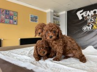 BEBEK YÜZ  TOY POODLE YAVRULAR ANKARA MAĞAZAMIZDA GÖRN