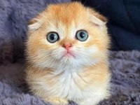 Scottish Fold Golden Bebek