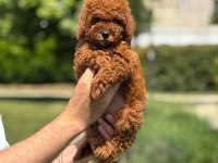 Poodle Yavrumuz Aşılı