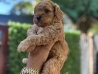 Apricot erkek poodle bebek