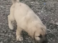 2 aylık yavru köpekler