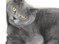 British shorthair gri kedimiz
