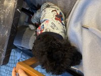 Toy Poodle 2.5 aylık Uslu komutlu aşılı