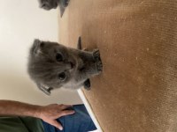 British shorthair yavrular