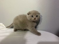 Lilac rengi yavru scottish fold