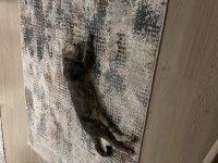 erkek kedi