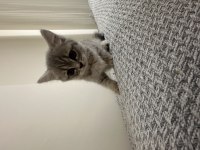 British Shorthair Yavru