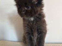 MİNİK DEV KARA PANTER KEDİMİZ IGOR