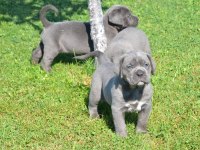 Premium Cane Corso Yavruları