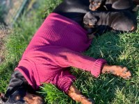 Safkan Doberman