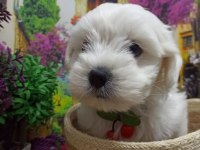 Muazzam Güzellikte A KALİTE Maltese Terrier Yavrularımız