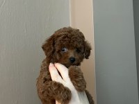 Toy poodle 75 günlük