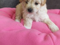 2 aylık erkek köpeğimiz