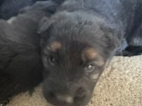 Kısa ve uzun tüy maskeli alman çoban köpeği yavrular
