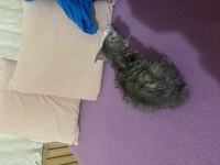 Scottish fold