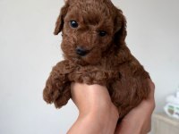 Mini poodle izmir