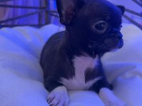TEACUP GARANTİLİ TÜRKİYENİN EN GÜZEL ŞİVAVASI