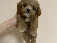 EVİNİZE NEŞE KATACAK MALTİPOO YAVRULARI