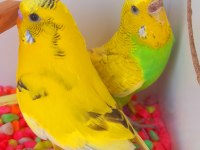 TAM TAKIM MUHABBET KUŞU YUMURTA ALINMIŞ