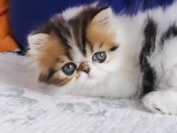 Exotic shorthair kedimiz