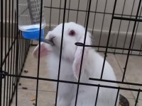 Lop Tavşanı