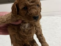SEVIMLI POODLE MINIKLER