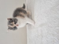 Safkan British Shorthair Nadir Renk Three Colour ve Bicolour