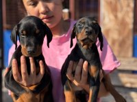 A SCR king doberman safkan bebekler
