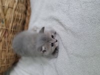British shorthair 1 aylık