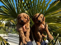 Toy poodle yavrusu