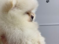 Irkının En Güzeli Orijinal Ayı Surat Garantili Pomeranian