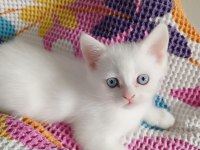 Sevimli Mi Sevimli British Shorthair Oyuncular