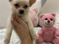 Minyatür pomeranian spitz yavrumuz