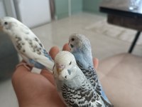 Ele alışık yavru bebekler kuşlar